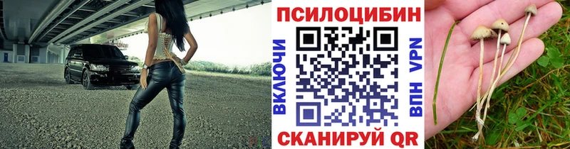 Купить где  Козьмодемьянск  Псилоцибиновые грибы GOLDEN TEACHER 